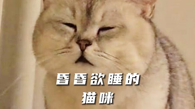昏昏欲睡的猫咪，实在不行就躺下吧