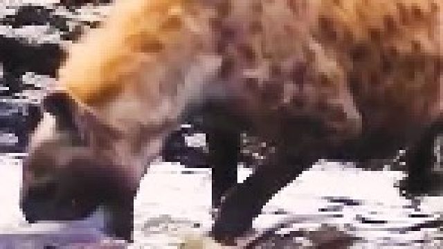 鬣狗想要抓鱼吃