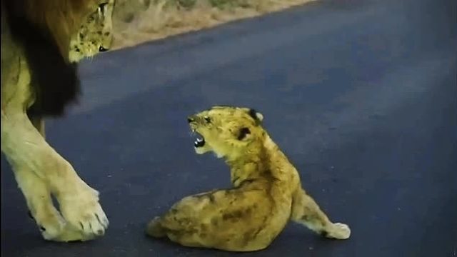 小狮子想跟雄狮玩耍，被雄狮一爪拍倒