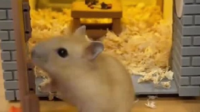 去仓鼠家里蹭饭~