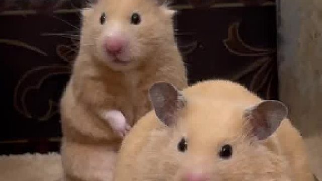 前面这个是猪吗