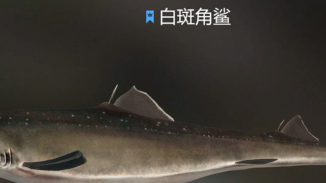 蹲小鱼星-片段1