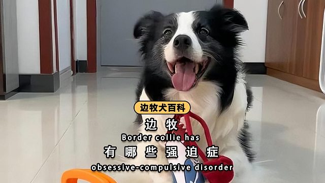 边牧有哪些强迫症？很多人都不知道！