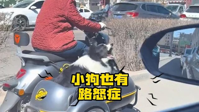 司机：我跟你说，今天加塞让狗给骂了