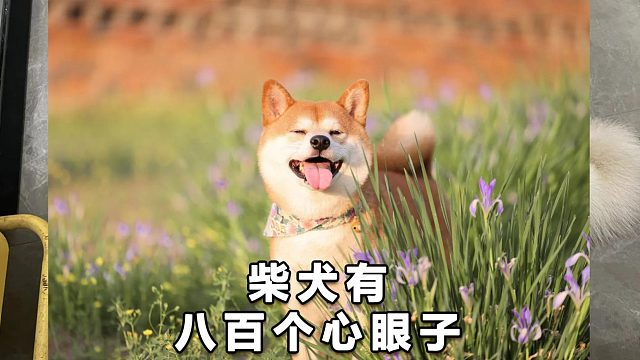 柴犬为了口吃的，心眼指数点满了