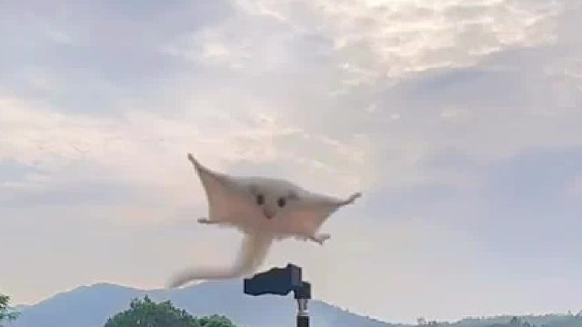 一个多月了，发现它最近好动的很，喜欢到处跳，给它一个施展空间。