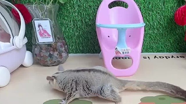 寄养了一只小蜜，说是从来没剪指甲成功过，给吃的都不好使的那种