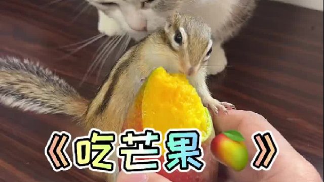 可爱的小松鼠吃芒果！
