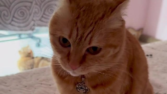 睡醒一睁眼就看见它瞪我