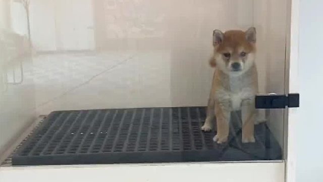 狗狗回家乱叫怎么办