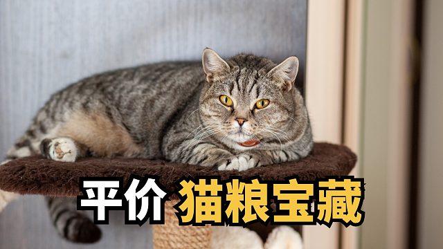 贫民窟铲屎官福音：高性价比猫粮登场