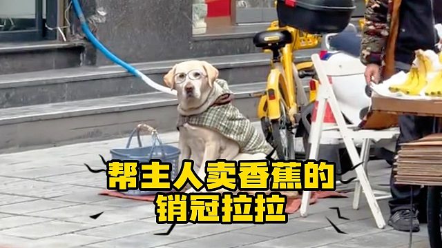 谁懂，我真的会为了这只狗去买香蕉！