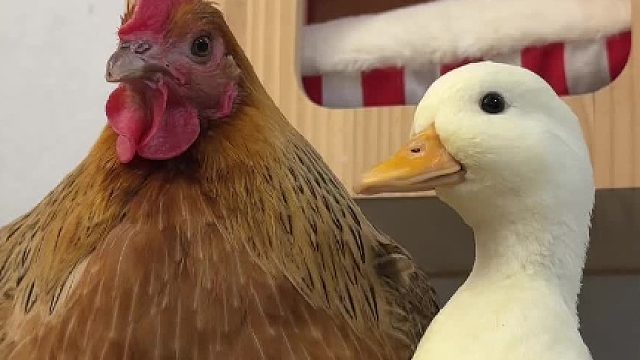 胜男：我都多余搭理你