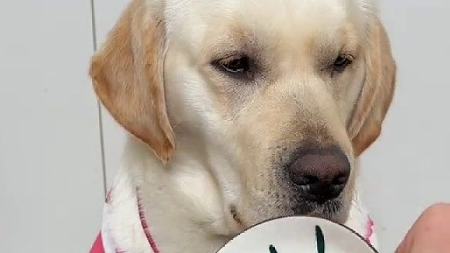 狗吃的比我好系列