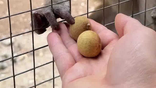 猴急猴急的