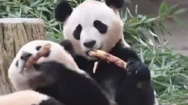 姿势摆好了，要拍照搞快哦