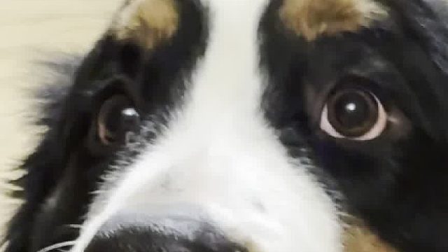 呜呜呜别打我了哥哥