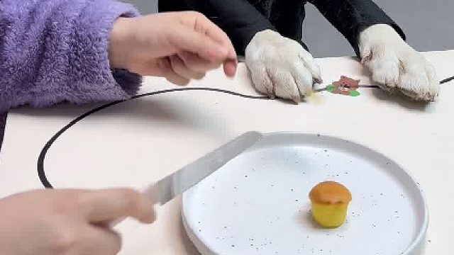 这不是一个斯文的狗、太粗鲁了！