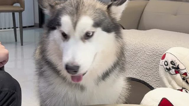 狗：还抢不抢啦