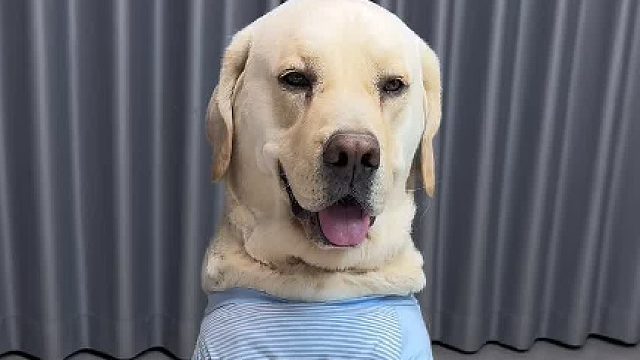 这狗毛病真多，吃点饭挑三拣四的