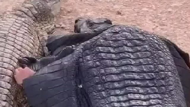 男子伪装成鳄鱼，跟真鳄鱼来了一场死亡性的接触