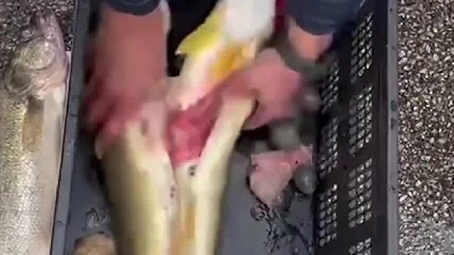 作弊者永远赢不了