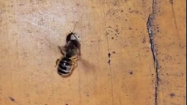 这家伙这是什么操作呢