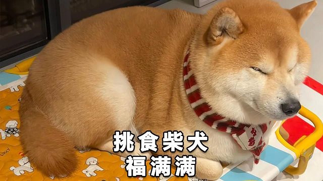 饿到吐黄水的柴犬——福满满 