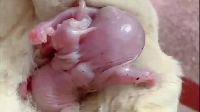 太热了，从育儿袋出来透透气又钻回去了