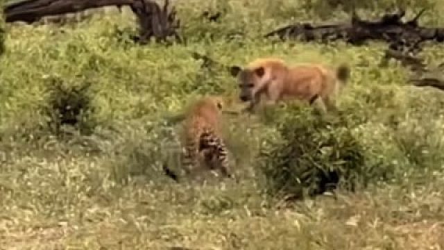 鬣狗招惹花豹不成，又跑去挑衅狮子，连狮子都拿它没办法