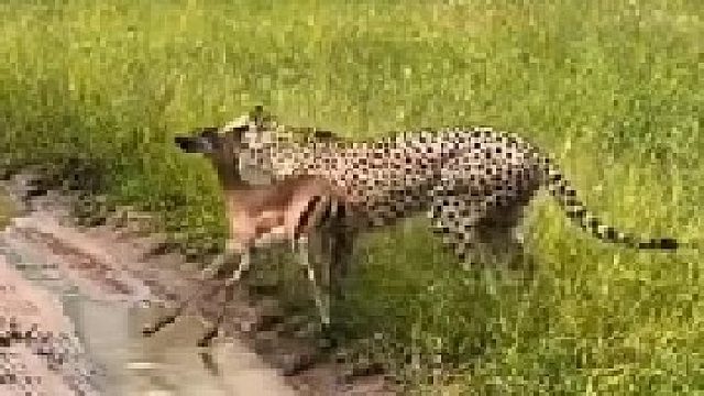 猎豹妈妈一窝养育五只幼崽，出门捕猎都想着幼崽