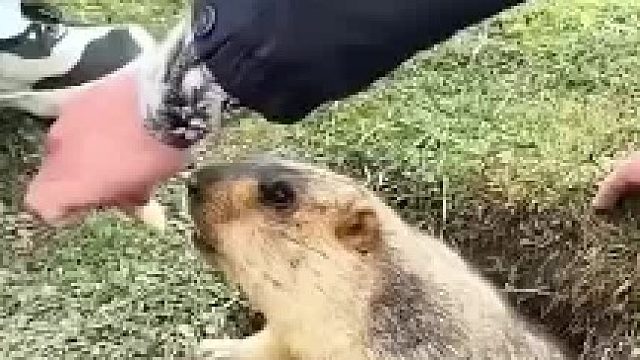 这玩意都抓不住。这要是给你个大闺娘都能让她跑了。