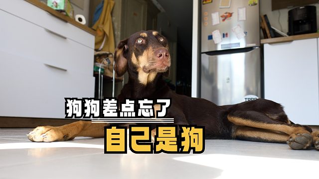狗：完了完了，他们不会都发现了吧