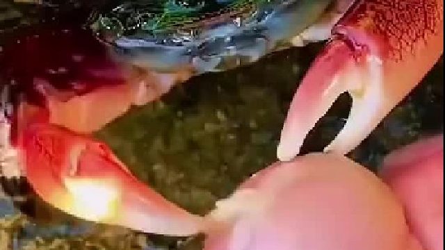 大兄弟你先吃，等你吃饱了，我在吃！咱们之间不用客气