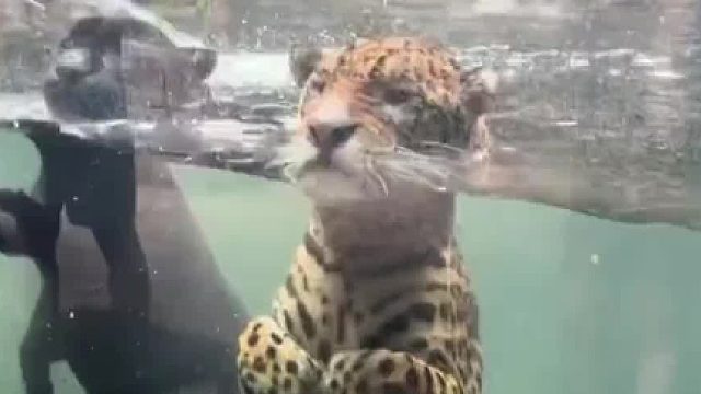 动物园组织大扫除 结果疏忽忘记关水，意外发现一群潜伏的“海豹”。