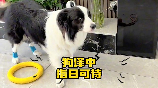 狗子这么聪明，给它买部手机出门上大学吧！