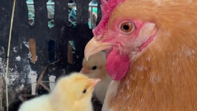 都不知道鸡妈有多烦