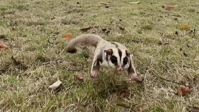 它的脚上没有枷锁，而它却心甘情愿待在你身边