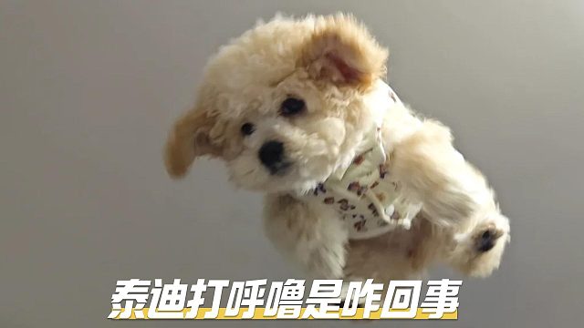 泰迪打呼噜，是怎么一回事？