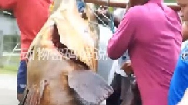 百斤大鱼场面壮观