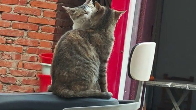 你们两个在干什么!回答我!!!!