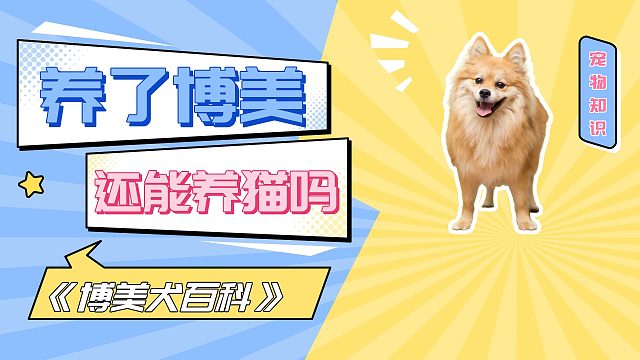 养了博美还能养猫吗？看情况！
