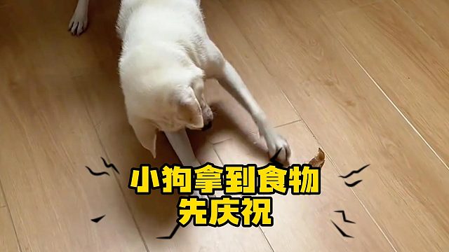 小狗得到喜欢的食物，会有庆祝仪式！