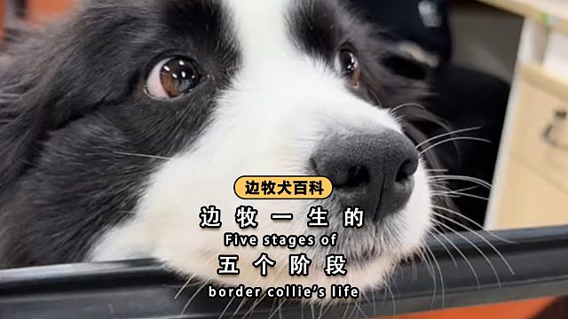 边牧一生的 5 个阶段，你都陪伴了吗？