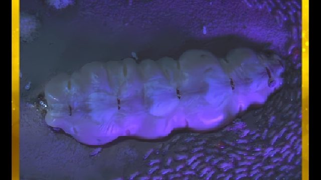 白蚁王国大战行军蚁军团，诡计轮番上演，一招一式关乎族群生死。