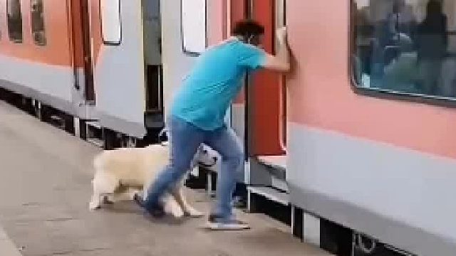 大哥带狗坐火车结果把狗掉站台下面