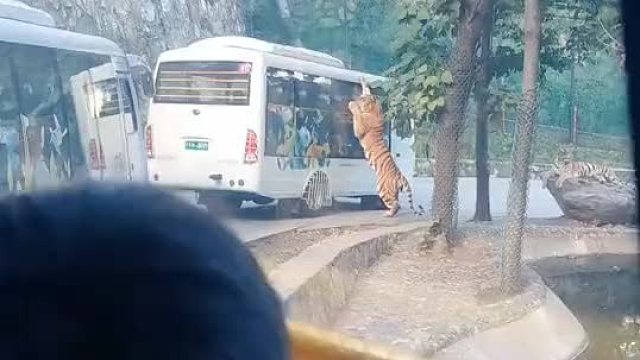 老虎：盒饭来了