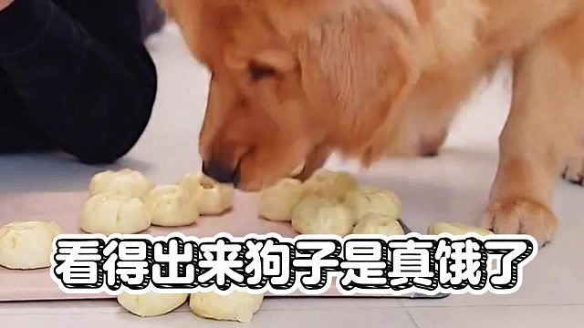 看得出来狗子是真饿了，吃得风卷残云