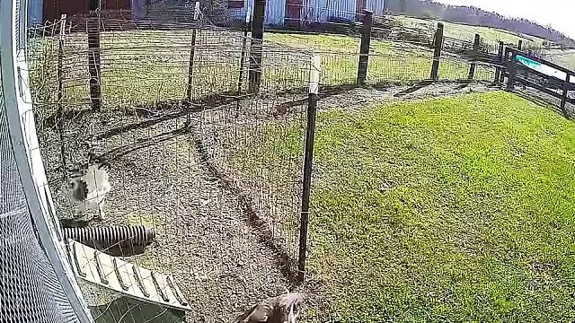 那鹰：男人在家你不早说