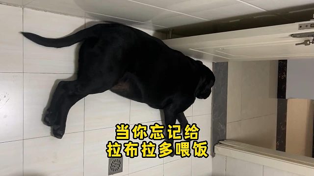 当你忘记给拉布拉多喂饭，它会是什么反应？